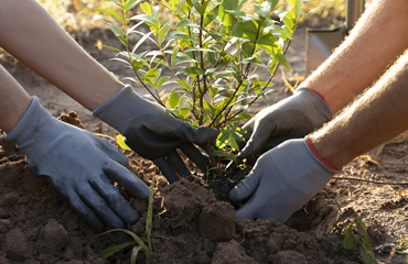 Gardening